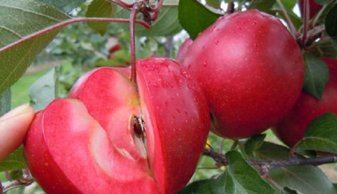 红色果肉的苹果你吃过吗？有人种它一斤卖100元