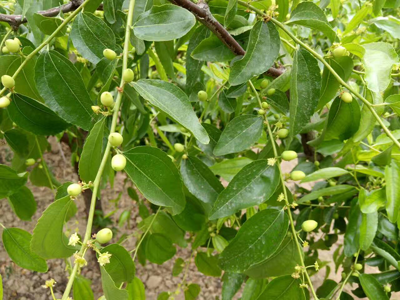  【5月】冬枣花生豆般大了，开始疏枣