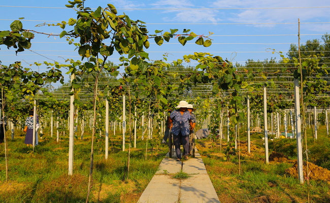 眉县猕猴桃种植基地配图